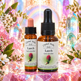 Larch