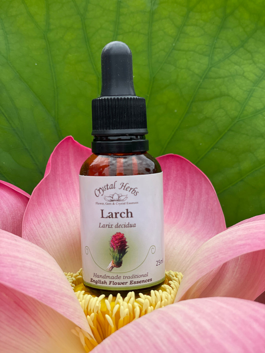 Larch