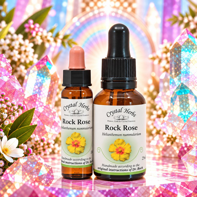 Rock Rose